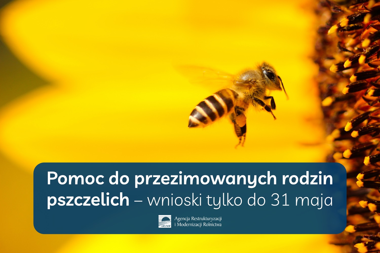 Na zdjęciu: plakat Agencji Restrukturyzacji i Modernizacji Rolnctwa dotyczący tematu - Pomoc do przezimowanych rodzin pszczelich – wnioski tylko do 31 maja