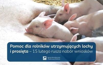 Zdjęcie do Pomoc dla rolnik&oacute;w utrzymujących lochy i prosięta &ndash; można składać wnioski
